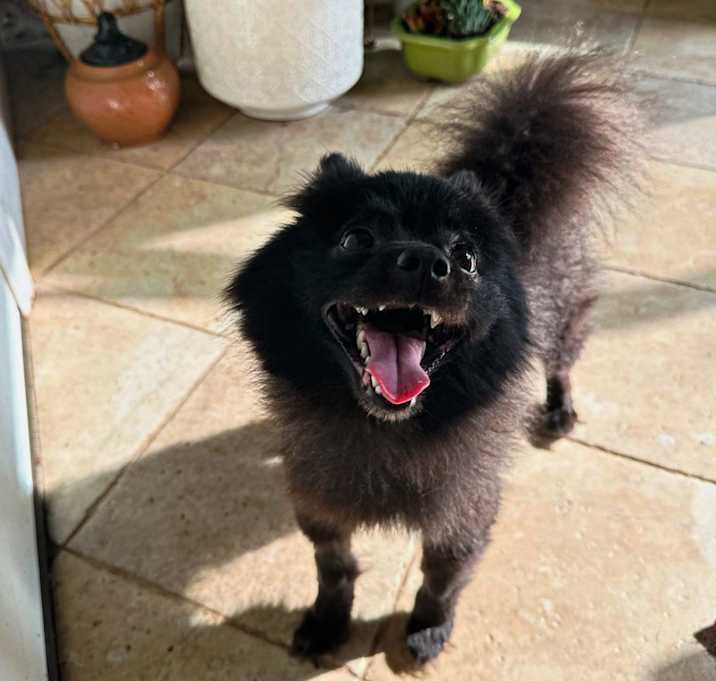 Photo of Jett
