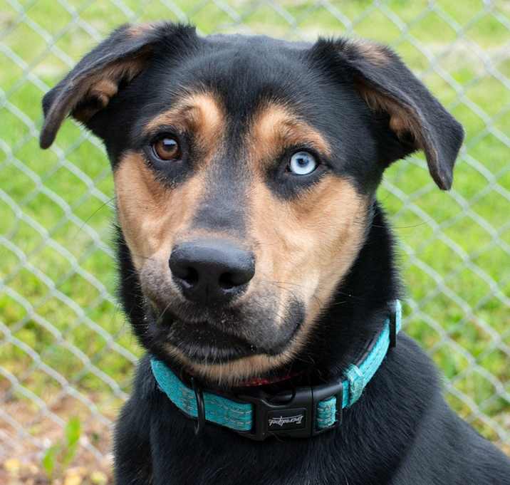 Photo of Falcon