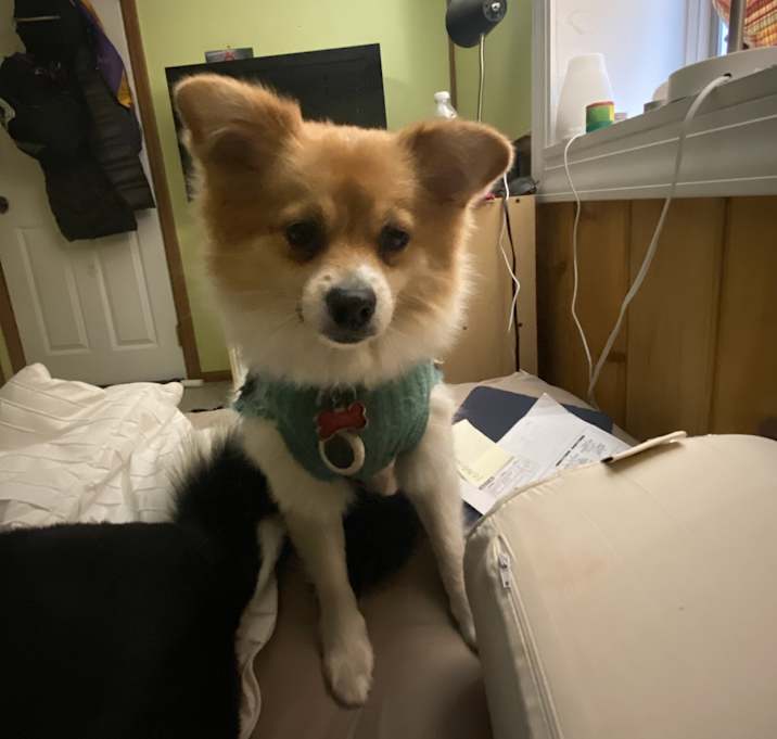 Photo of Rosie