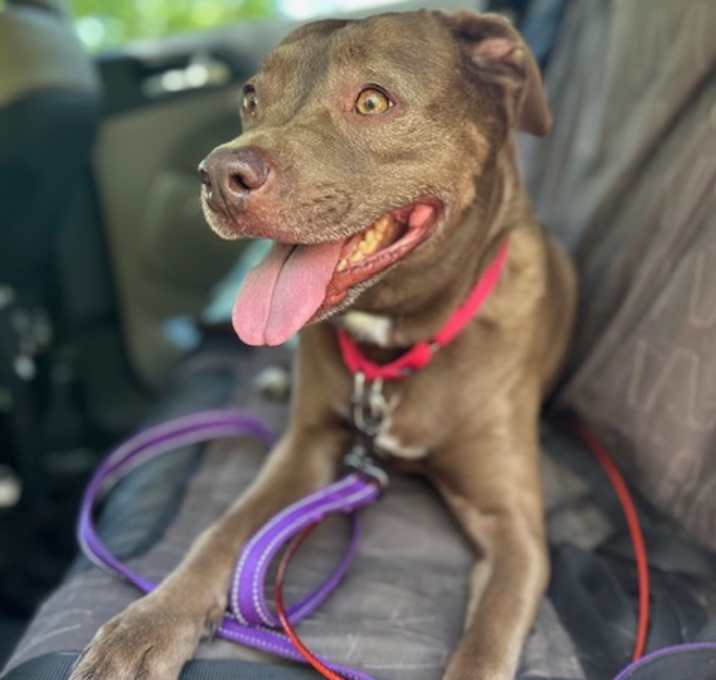 Photo of Rex