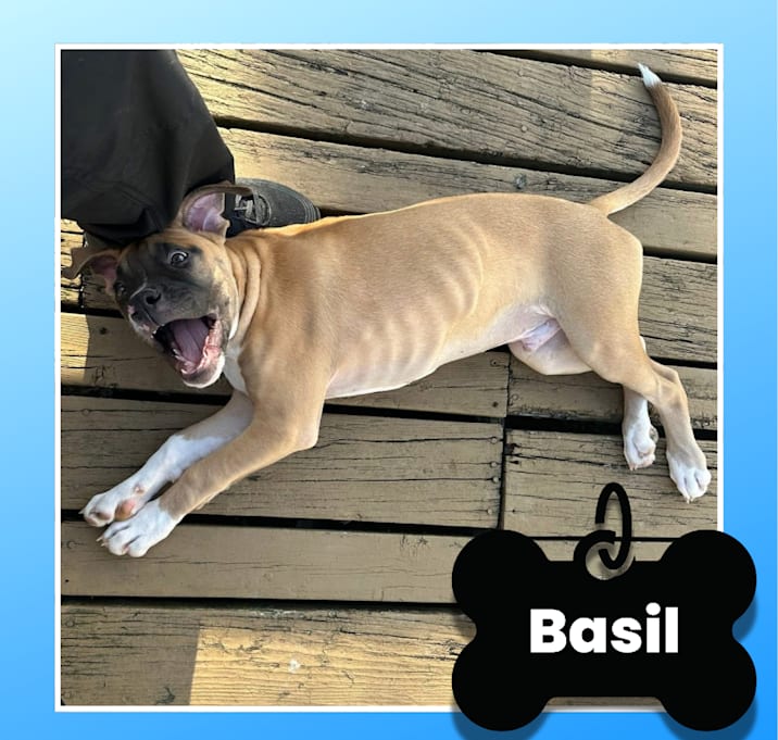 Photo of Basil