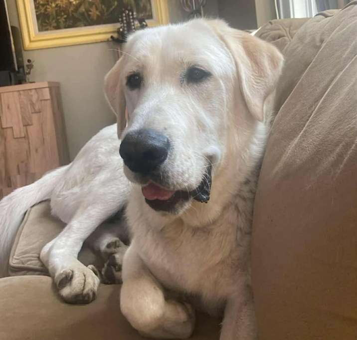 Photo of Buddy