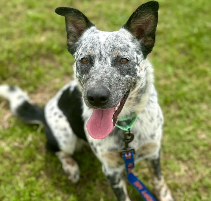 Photo of Blueberry