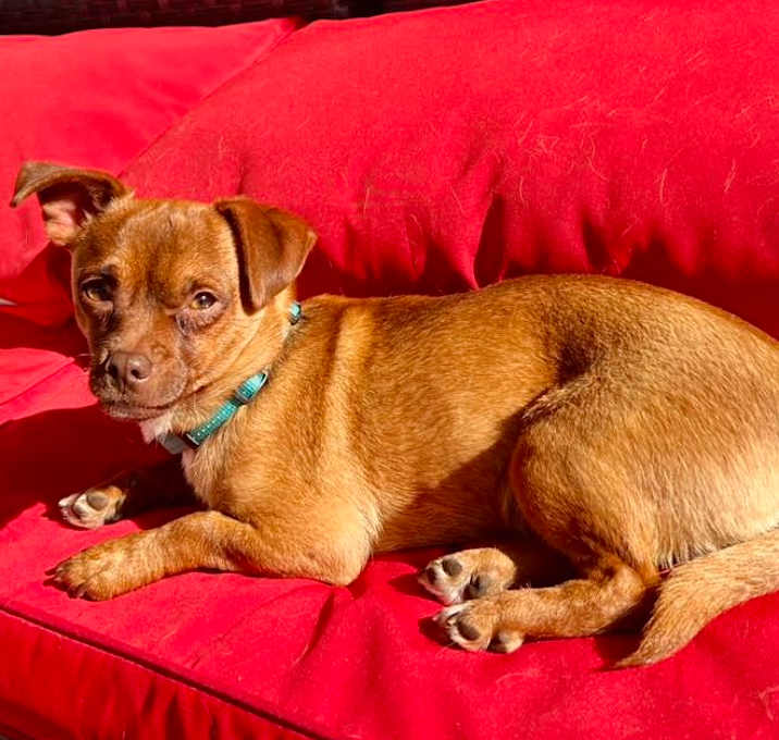 Photo of Hazelnut $450