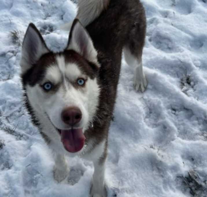 Photo of Koda