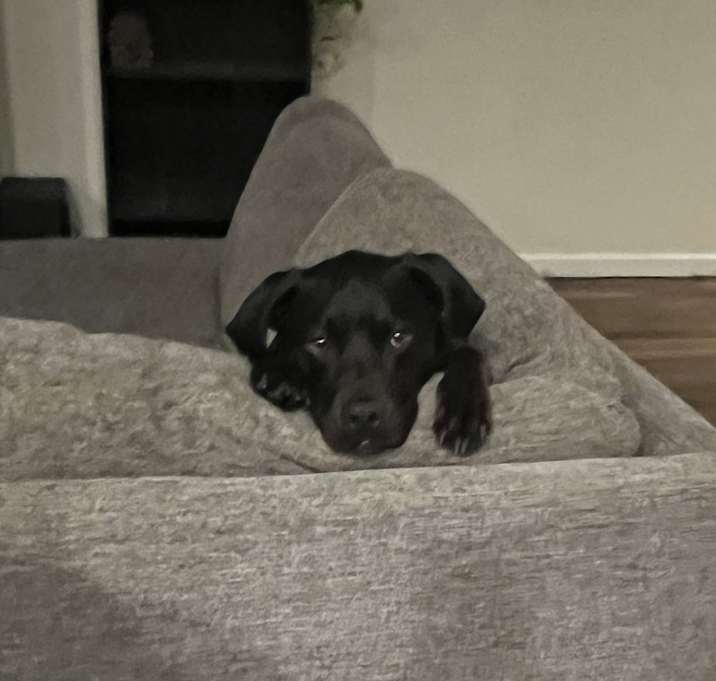 Photo of Duke