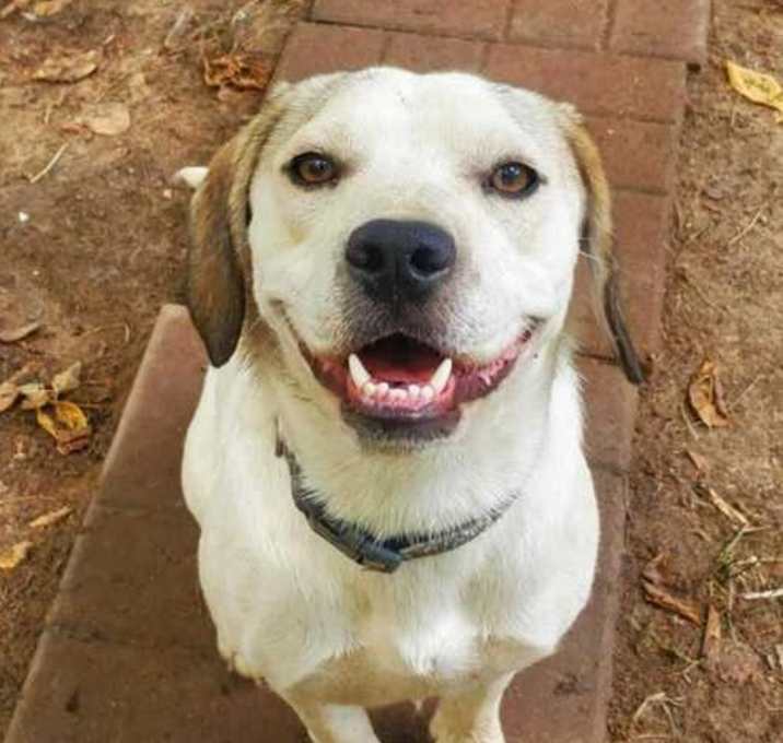 Photo of Scooby