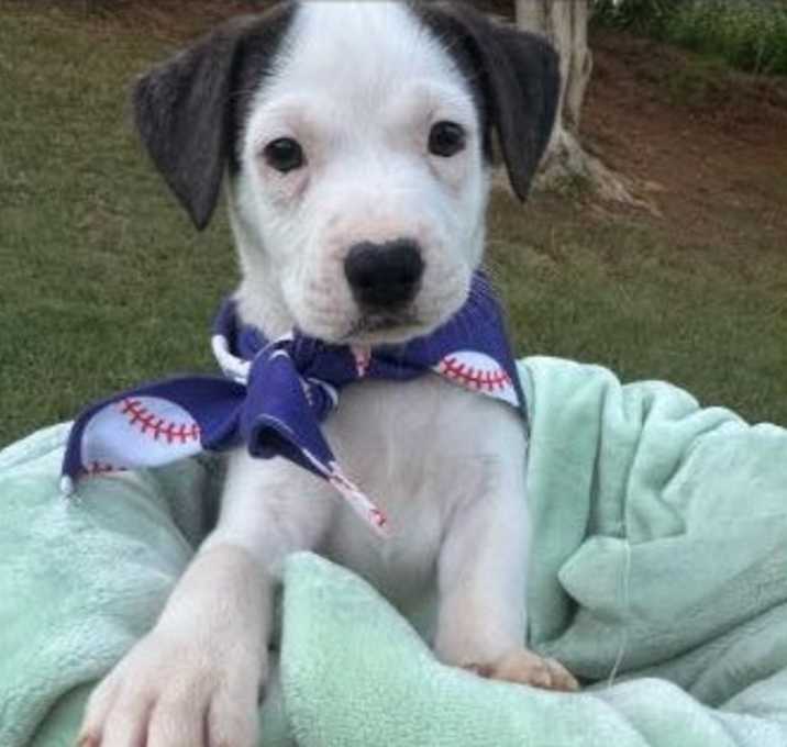 Photo of Blooper