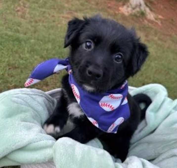 Photo of Hank