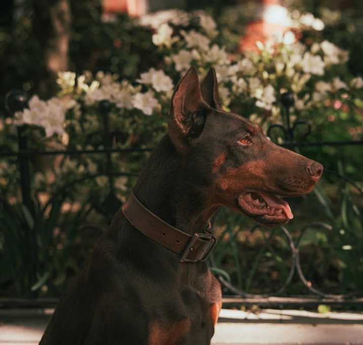 Photo of Tilly