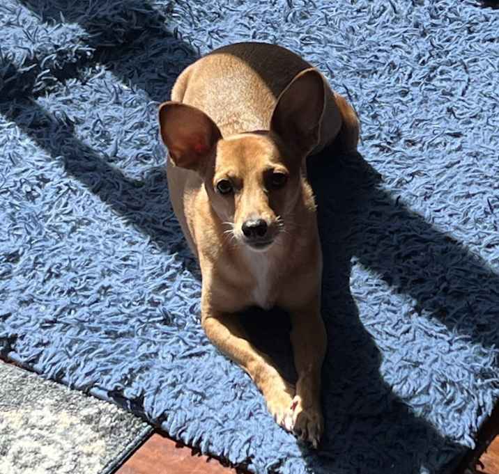 Photo of Brownie