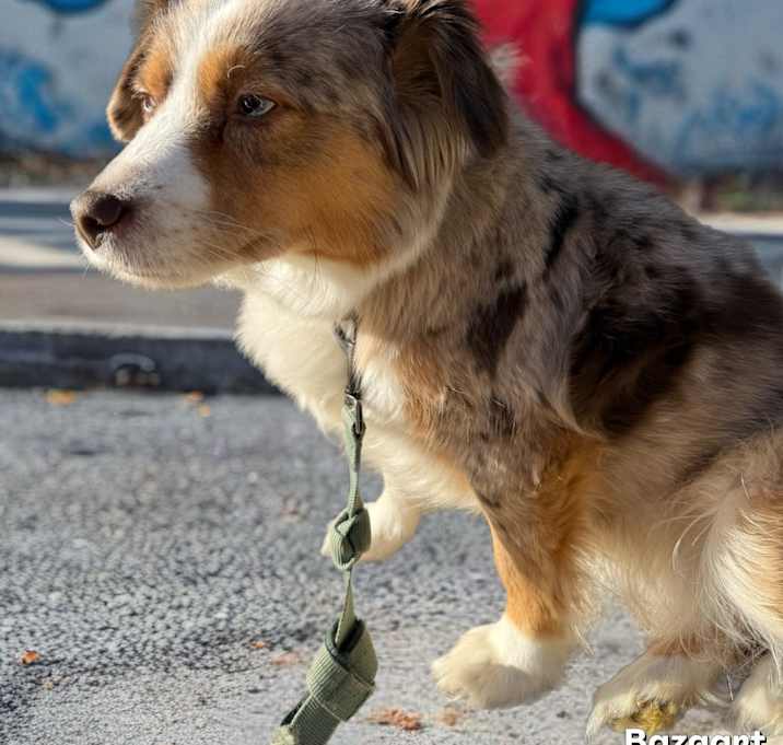 Photo of Skye