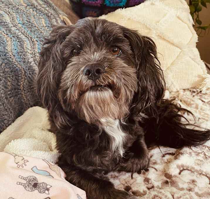 Photo of Bruno