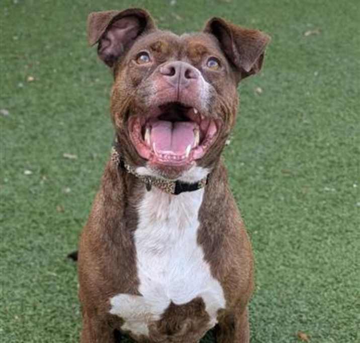 Photo of Ruby