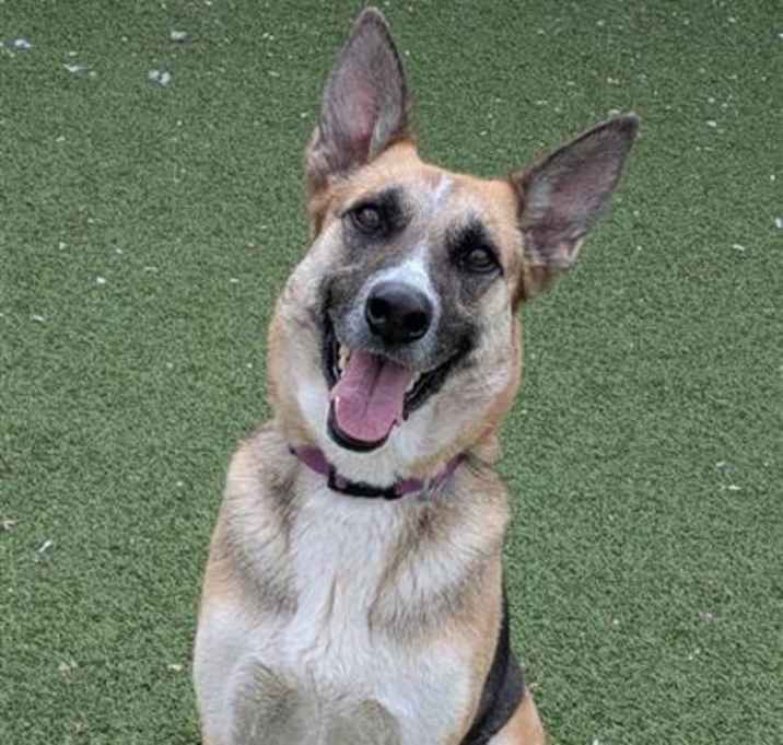 Photo of Nala