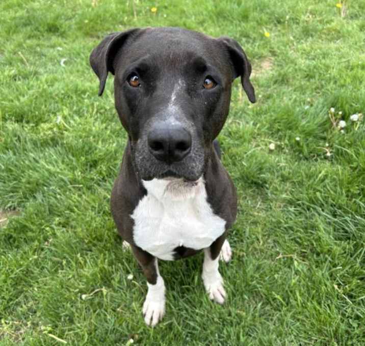 Photo of BRANDY