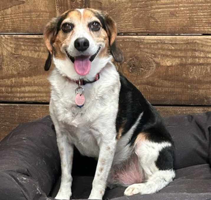 Photo of Charlie (frm: Peanut)