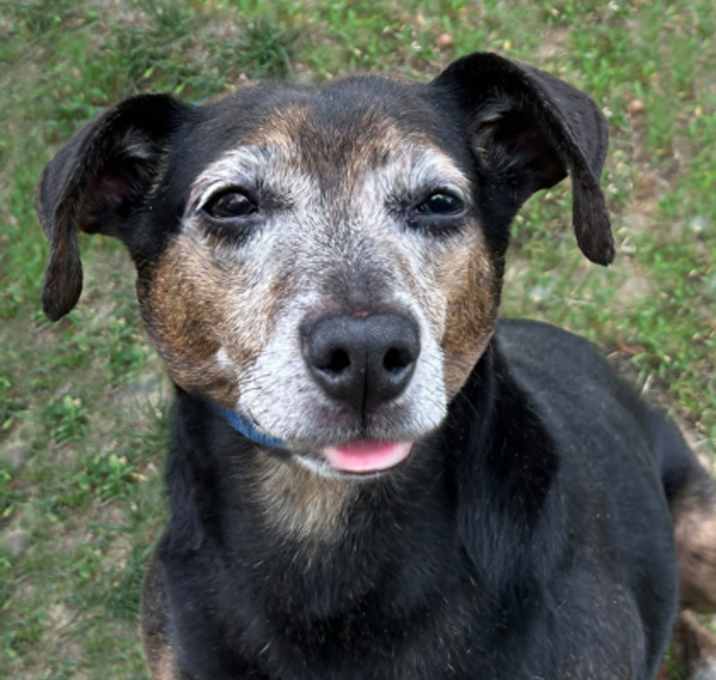 Photo of Bonn (Available Through Foster