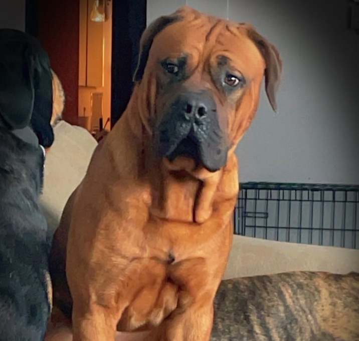 Photo of Blaze