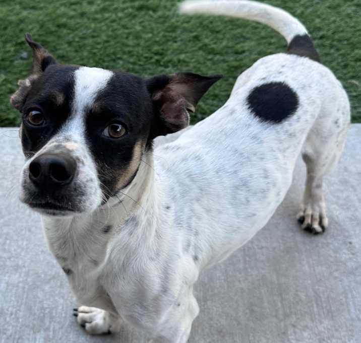Photo of Diablo