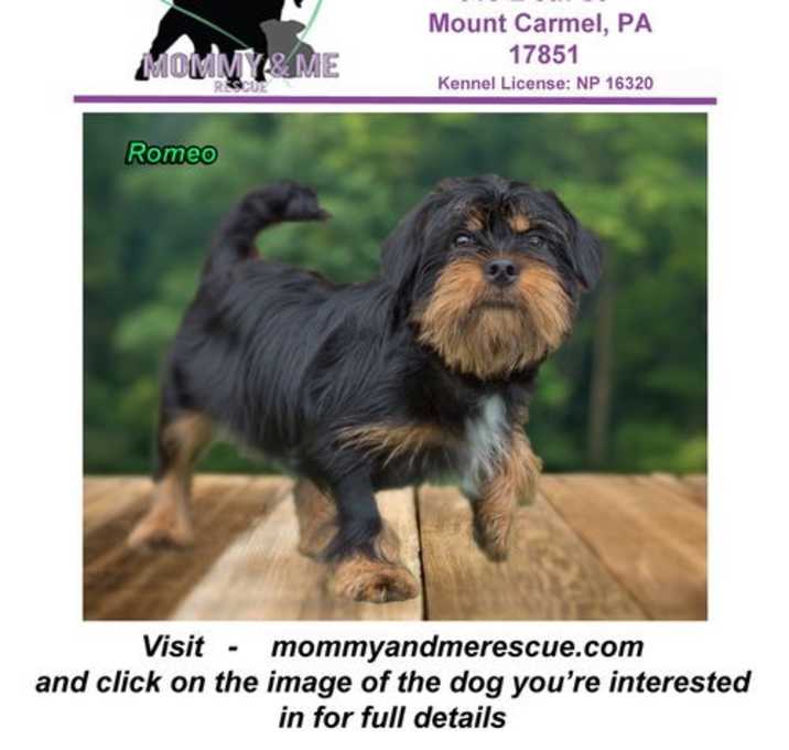 Photo of Romeo