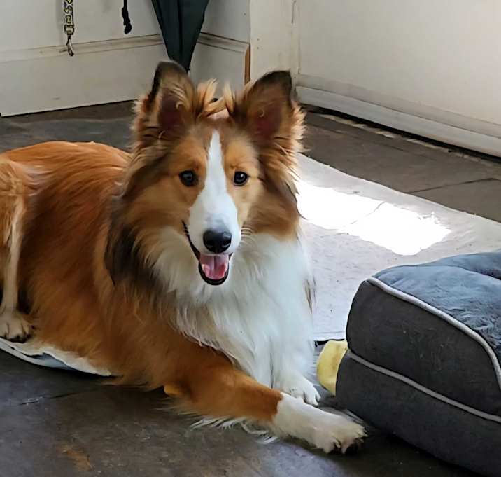 Photo of Pippin puppy