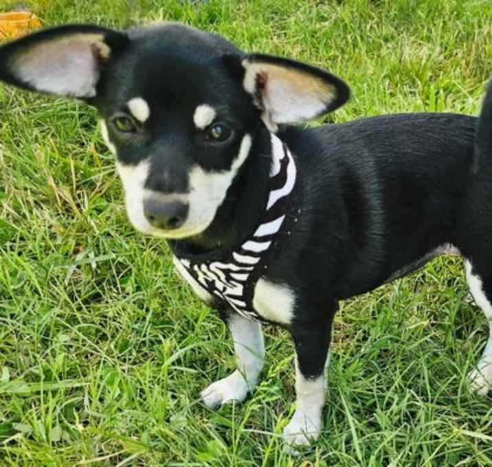 Photo of PUPPY ANNABELLE