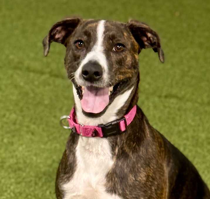 Photo of Nala