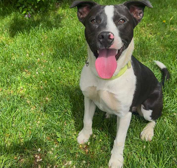 Photo of Odie/Odin