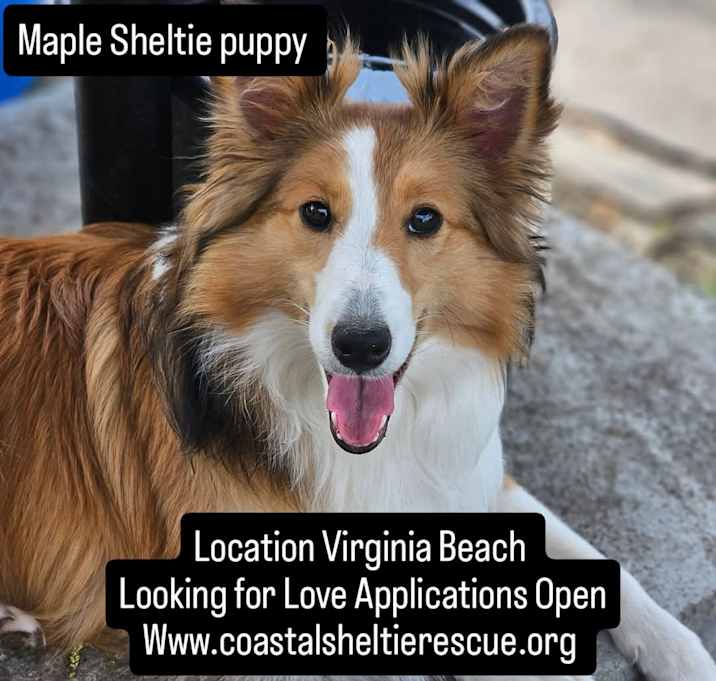 Photo of Maple puppy