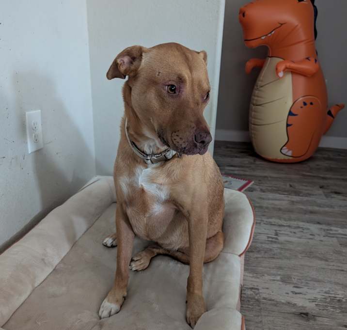Photo of Ruby