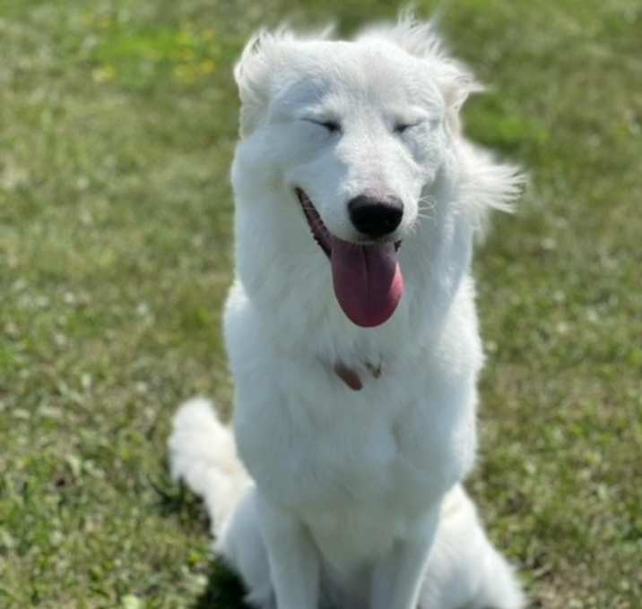 Photo of Luna