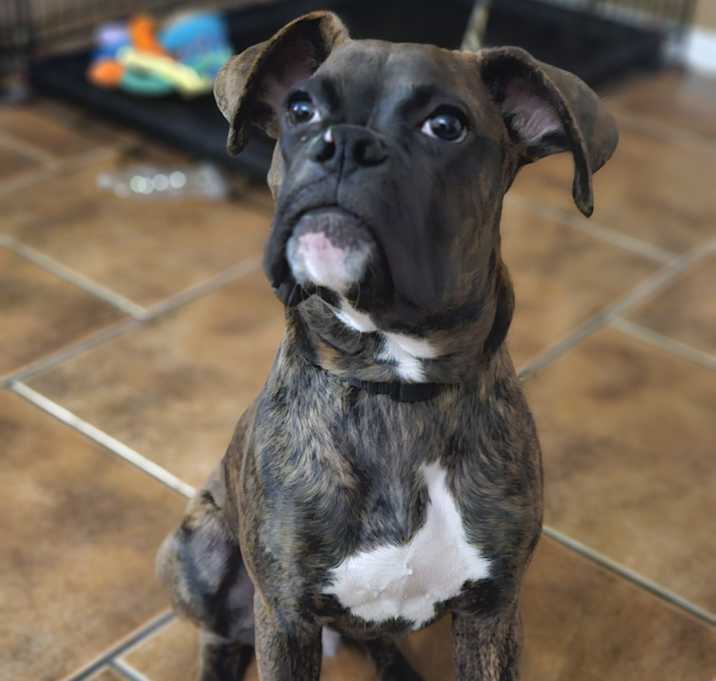 Photo of Smokey