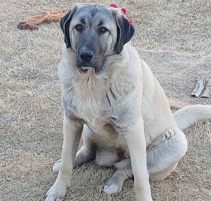 Photo of Bella