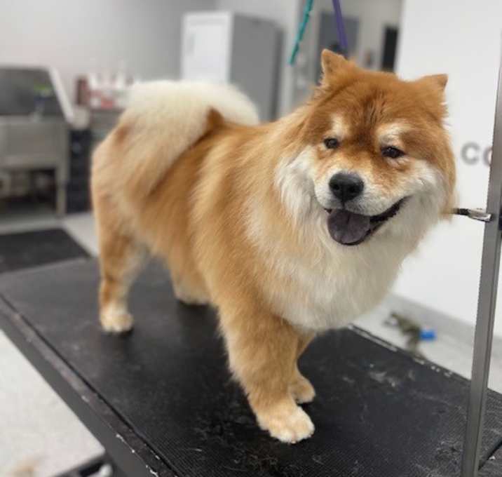 Photo of Angus