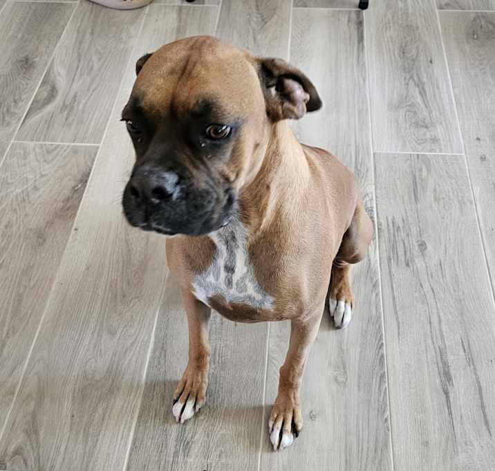Photo of Bruno