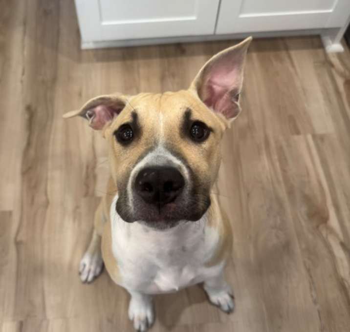 Photo of Arlo