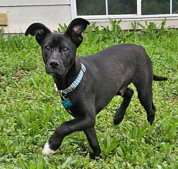 Photo of Huey