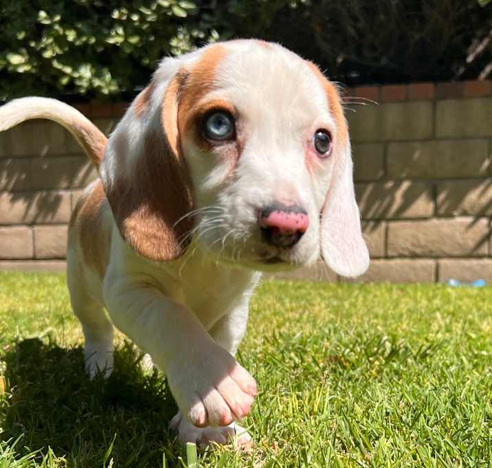 Photo of Colton Blue- *Available 5/24* Chino Hills Location