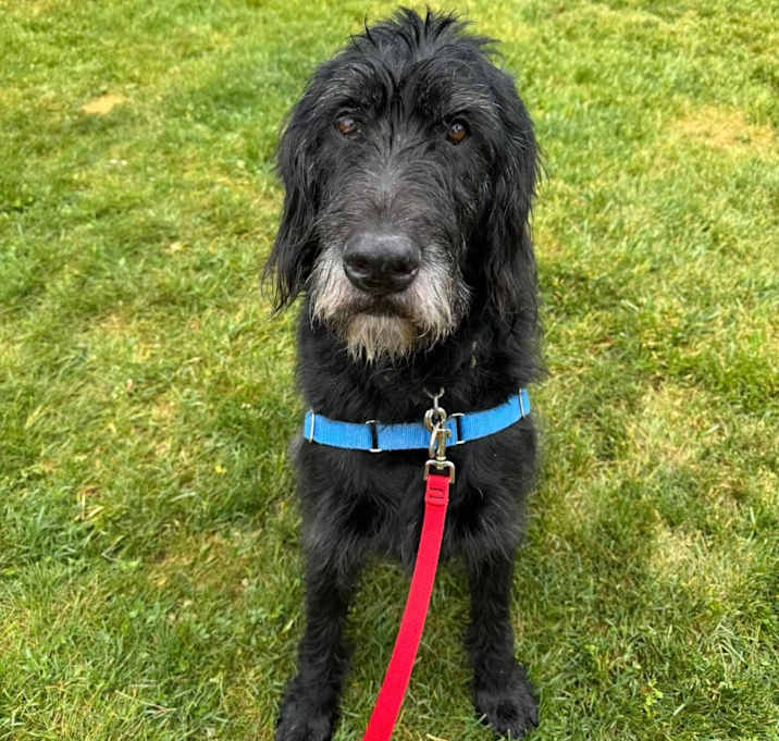 Photo of Buddy