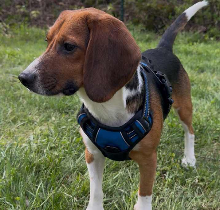 Photo of Buster