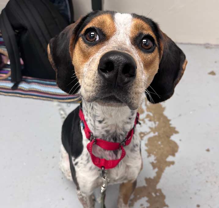Photo of Roxie 