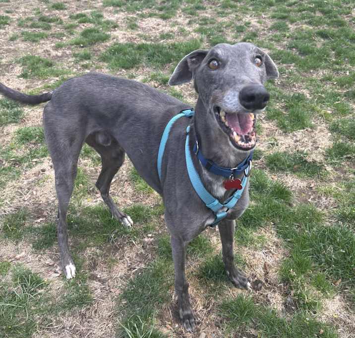 Photo of Bluey