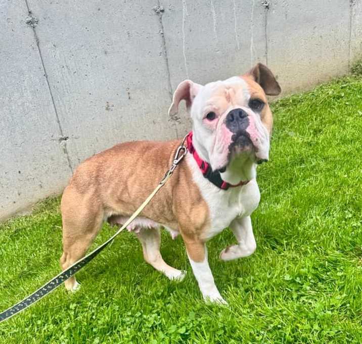 Photo of Peaches