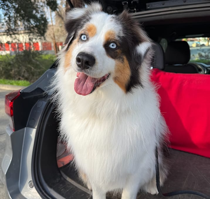 Photo of Hopper