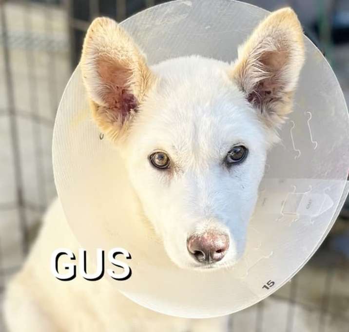 Photo of Gus
