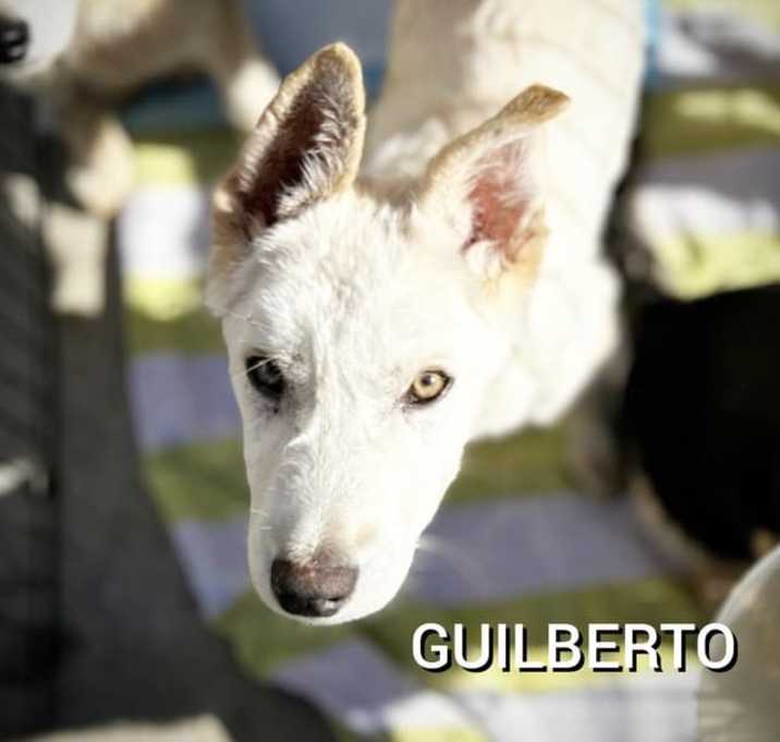 Photo of Gilbert