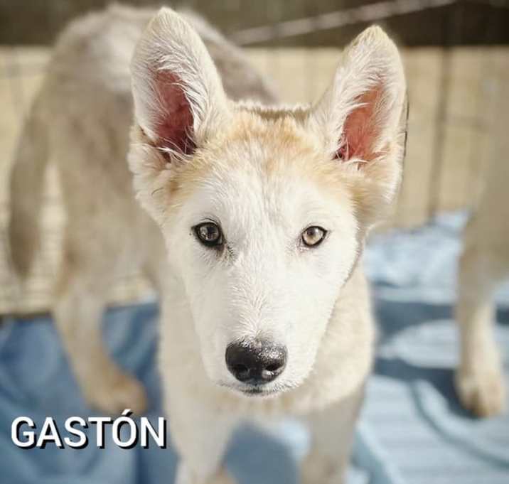 Photo of Gaston