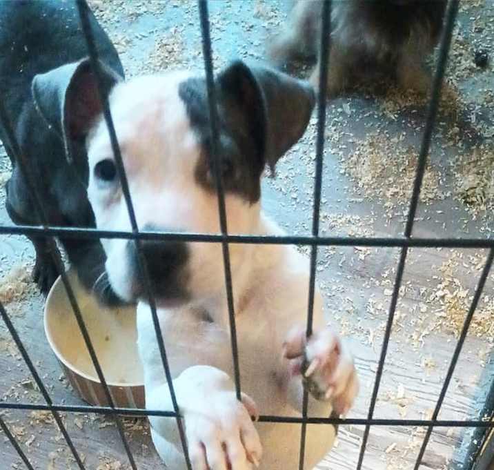 Photo of Rosie