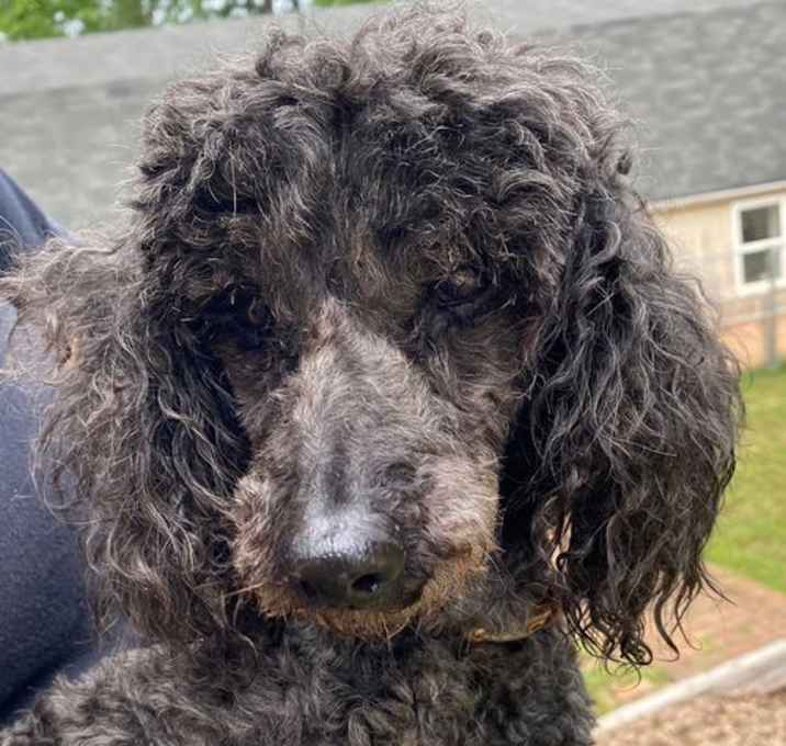 Photo of Cato aka Harry Jr - A Dapper Senior Boy